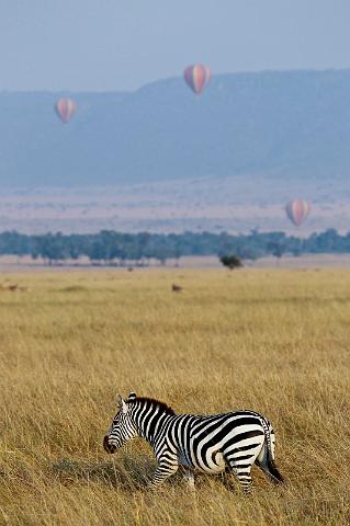 037 Kenia, Masai Mara, zebra.jpg